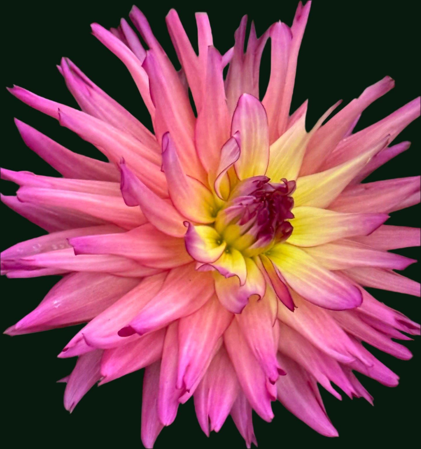 Bloomquist Awaken Dahlia