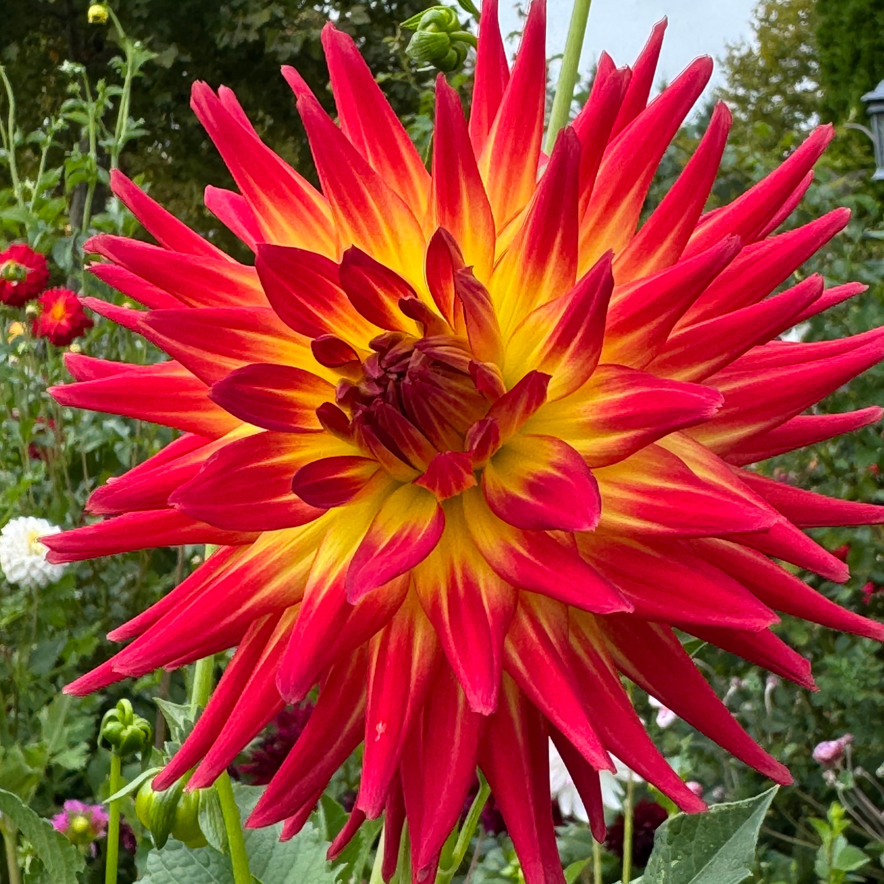 AC Abby Dahlia – Draginas Flowers LLC
