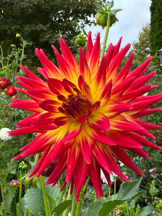 AC Abby Dahlia