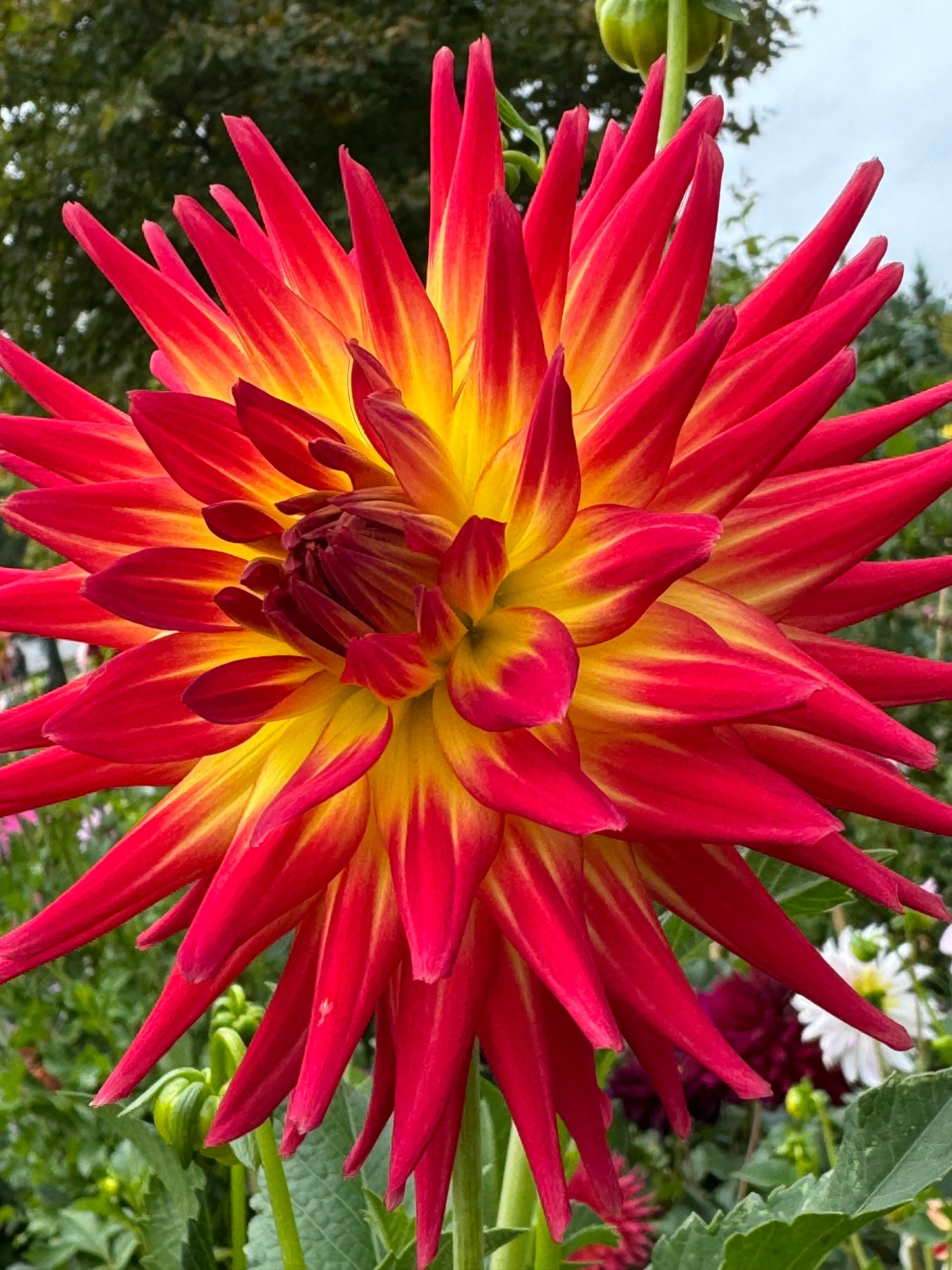 AC Abby Dahlia