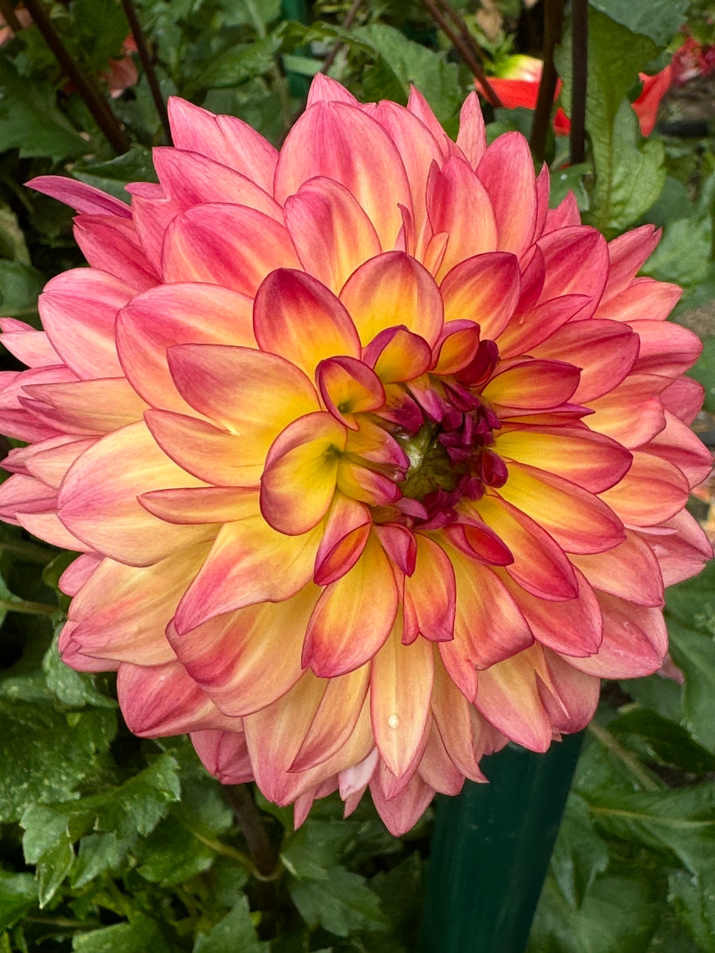 Lake Tahoe Dahlia