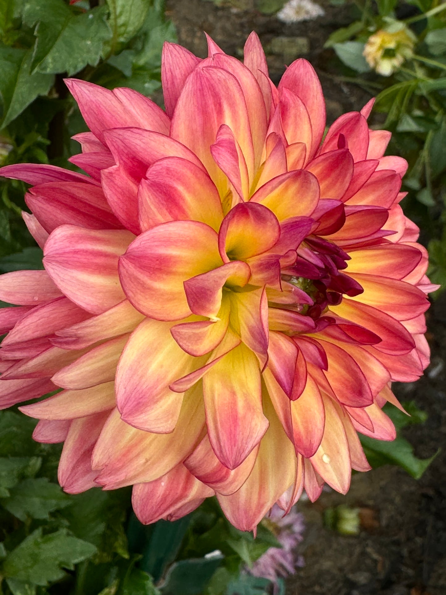 Lake Tahoe Dahlia