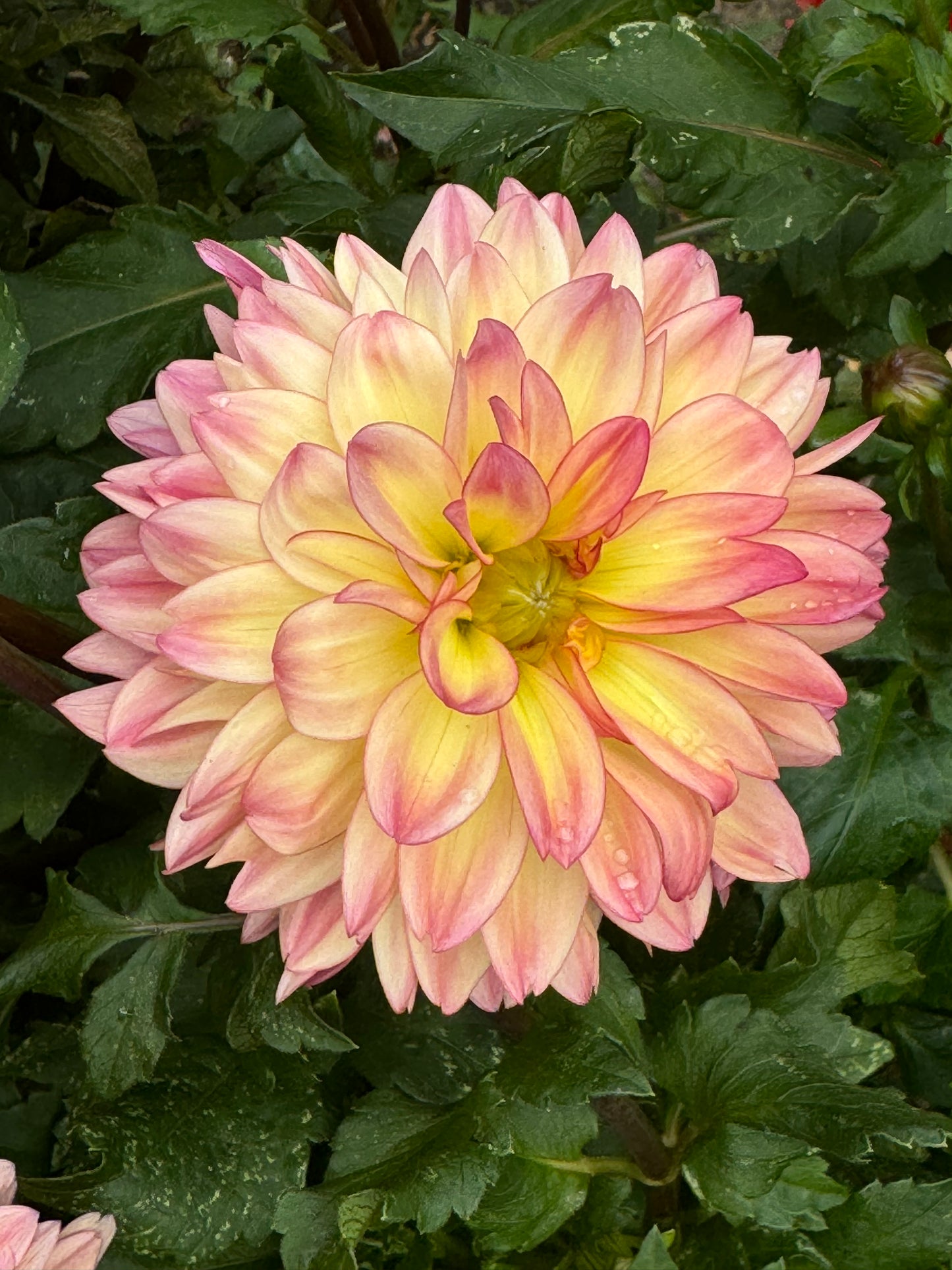 Lake Tahoe Dahlia