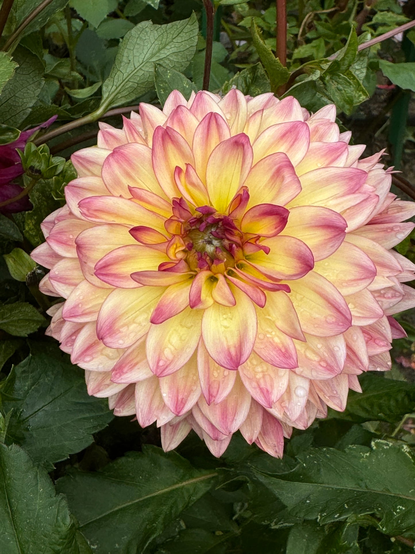 Lake Tahoe Dahlia