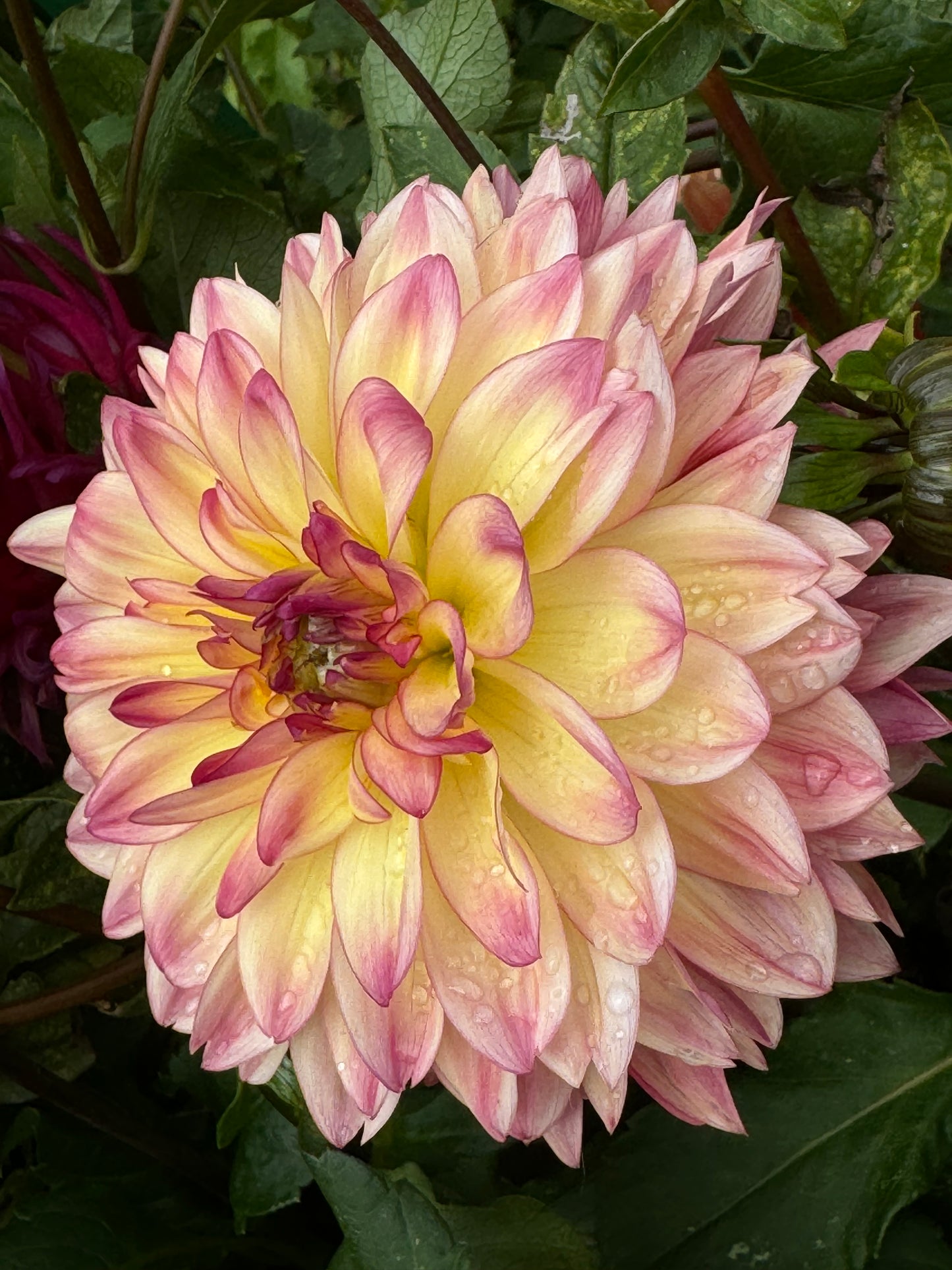 Lake Tahoe Dahlia