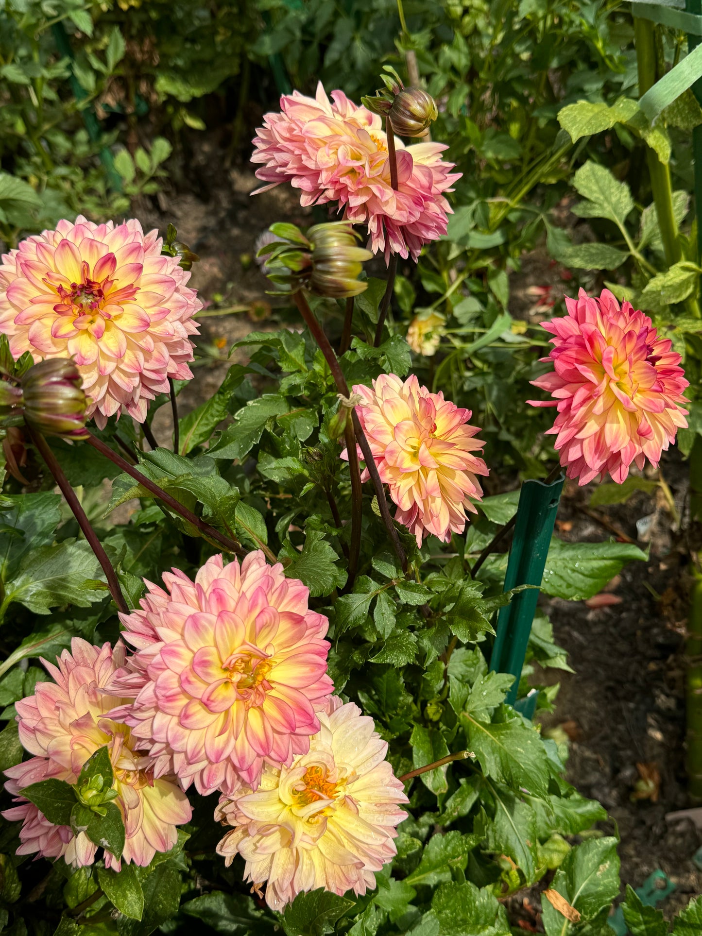 Lake Tahoe Dahlia