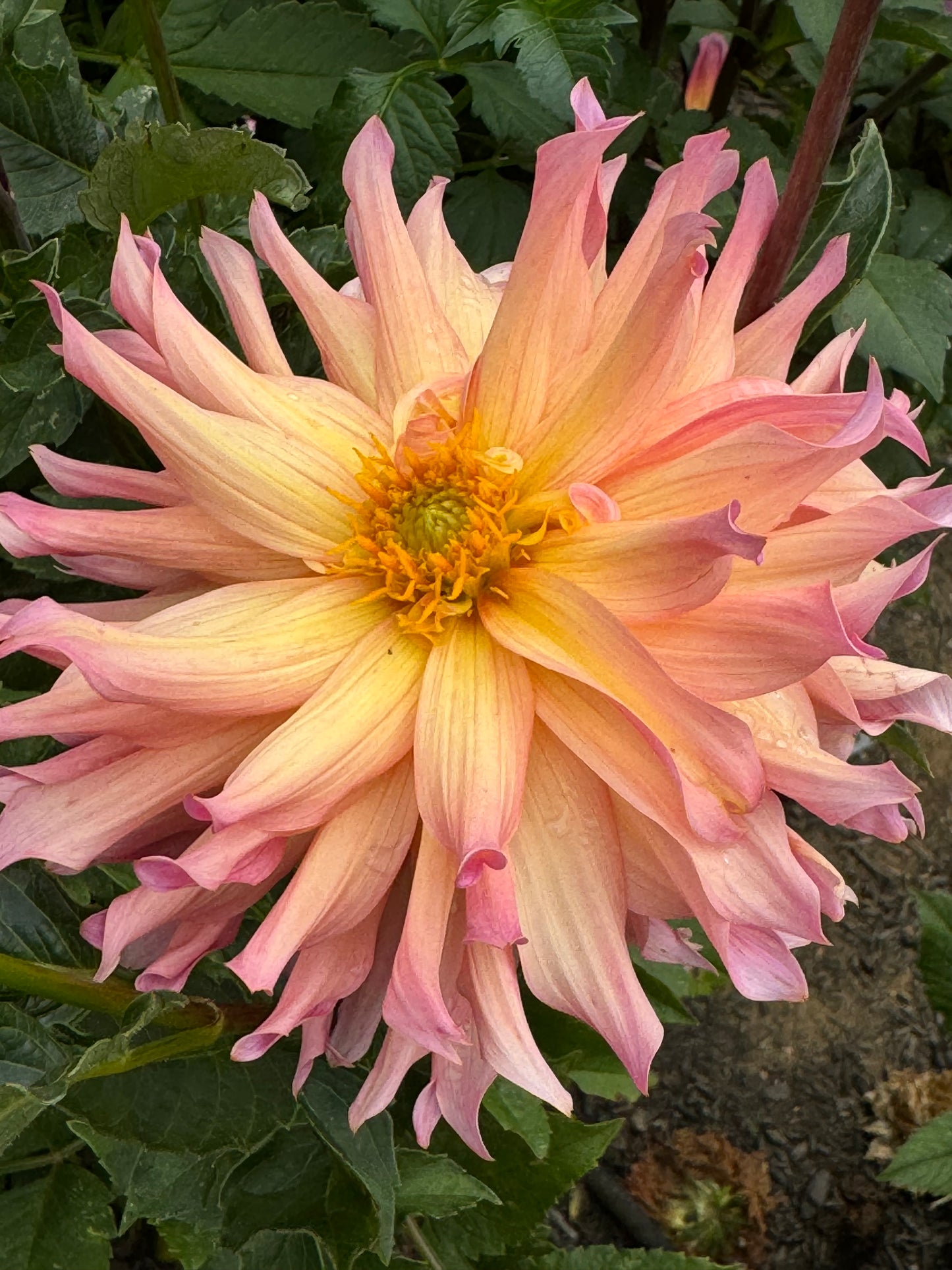 Just Peachy Dahlia