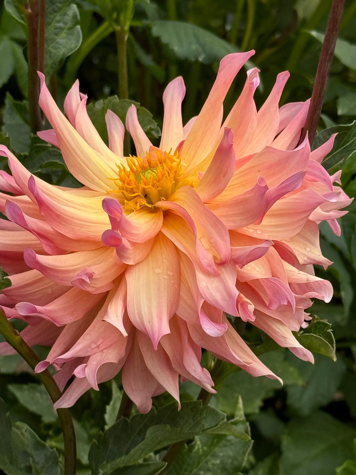 Just Peachy Dahlia