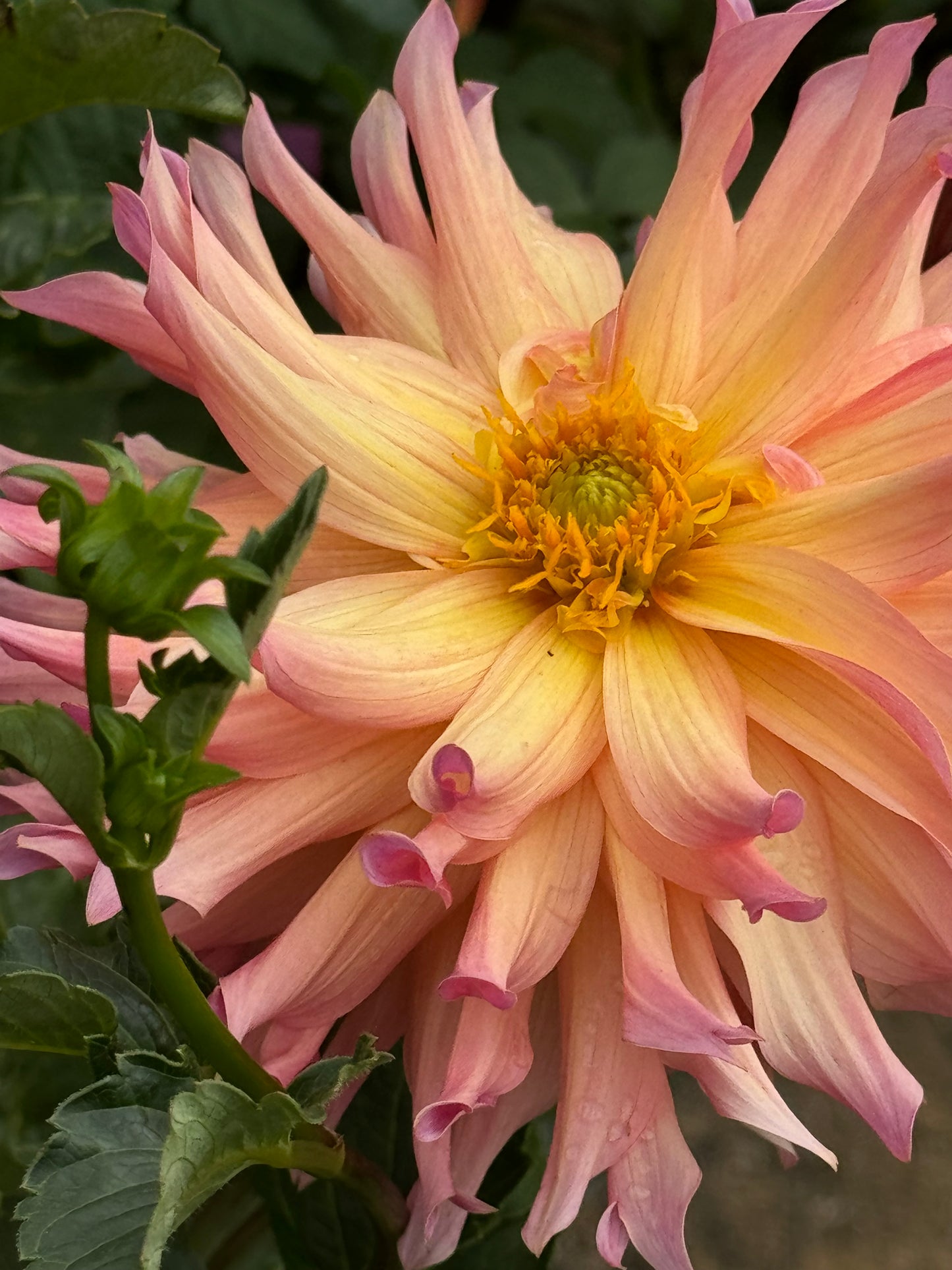 Just Peachy Dahlia