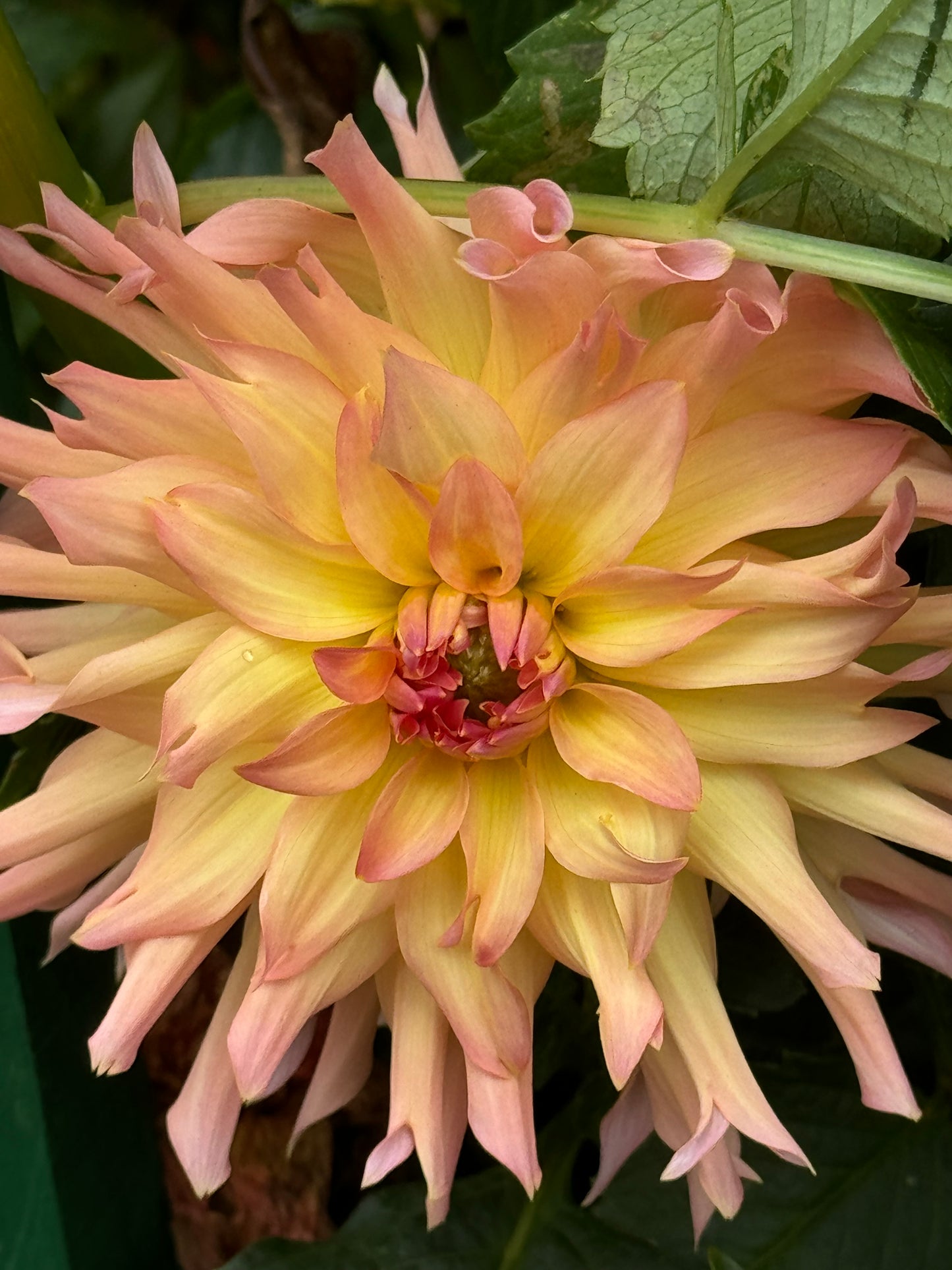 Just Peachy Dahlia