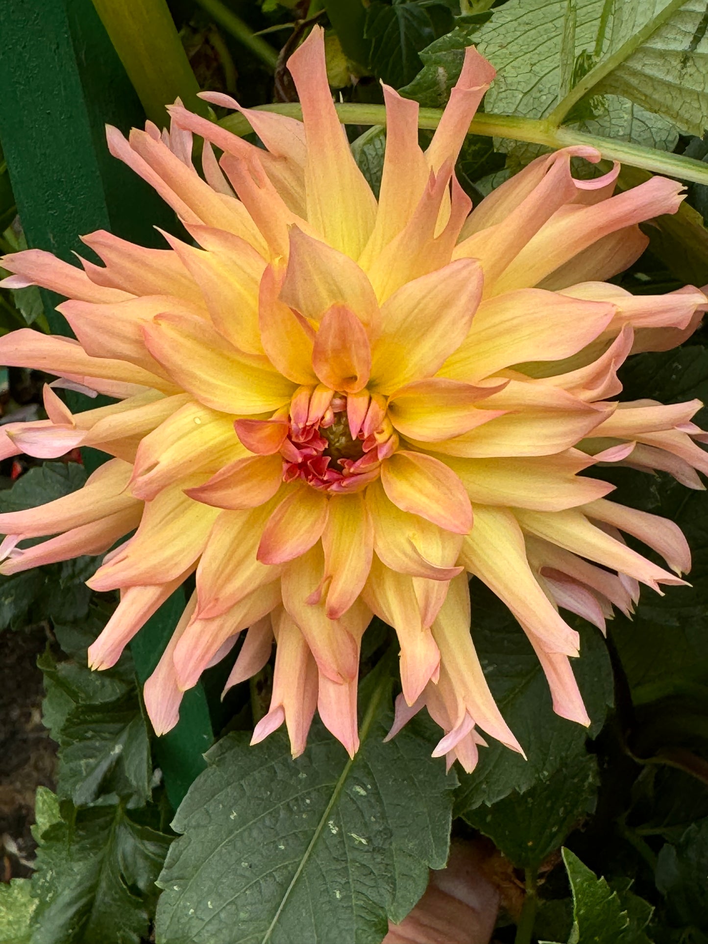 Just Peachy Dahlia