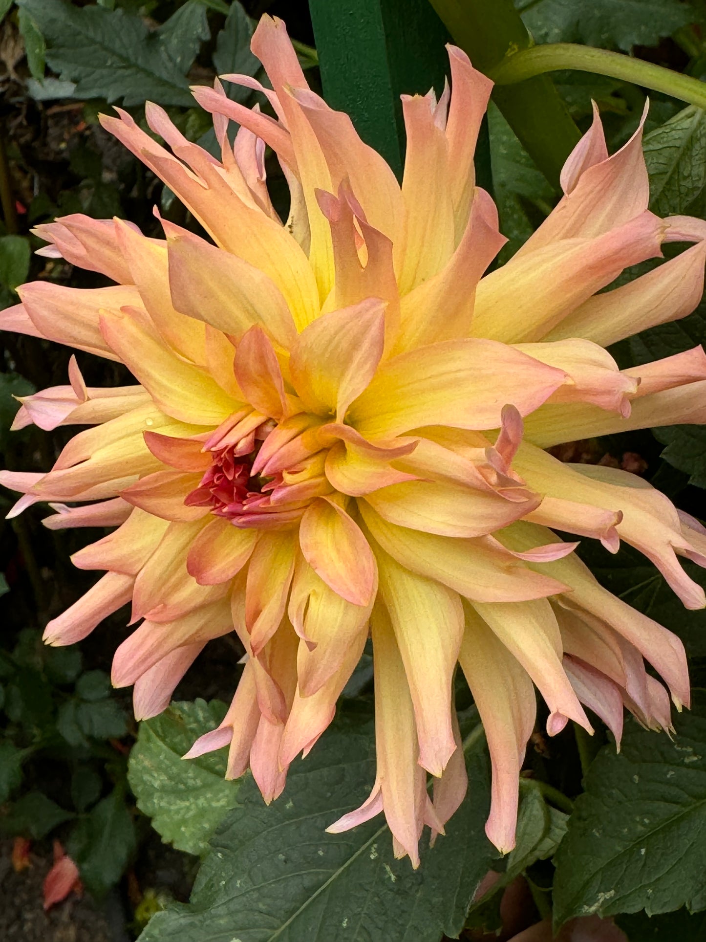 Just Peachy Dahlia