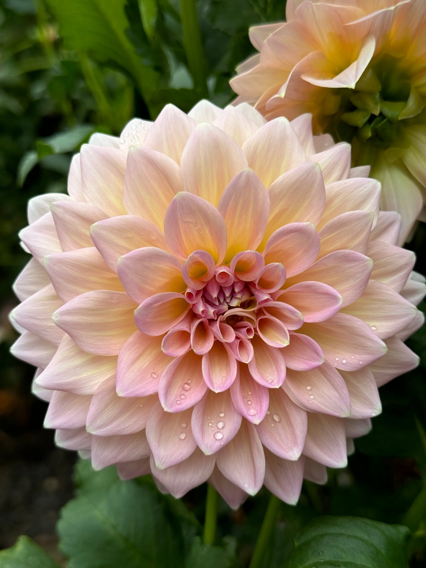 Castle Drive Dahlia