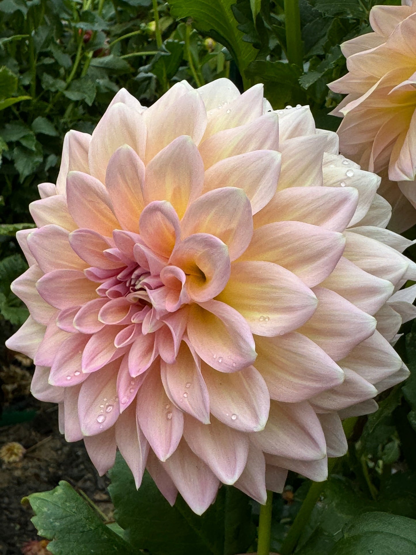 Castle Drive Dahlia