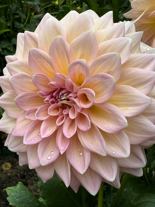 Castle Drive Dahlia