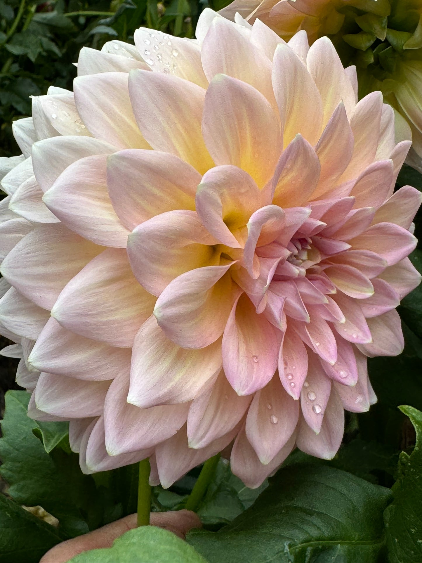 Castle Drive Dahlia