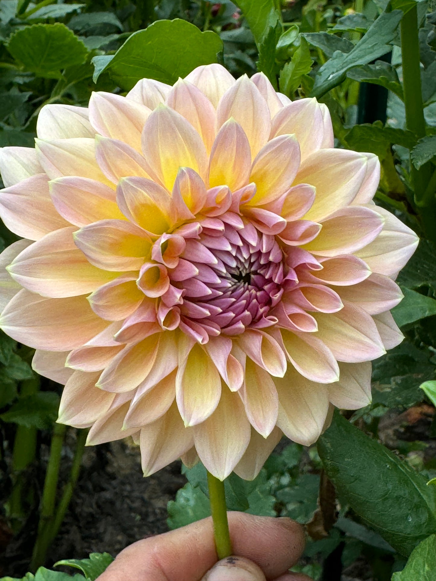 Castle Drive Dahlia