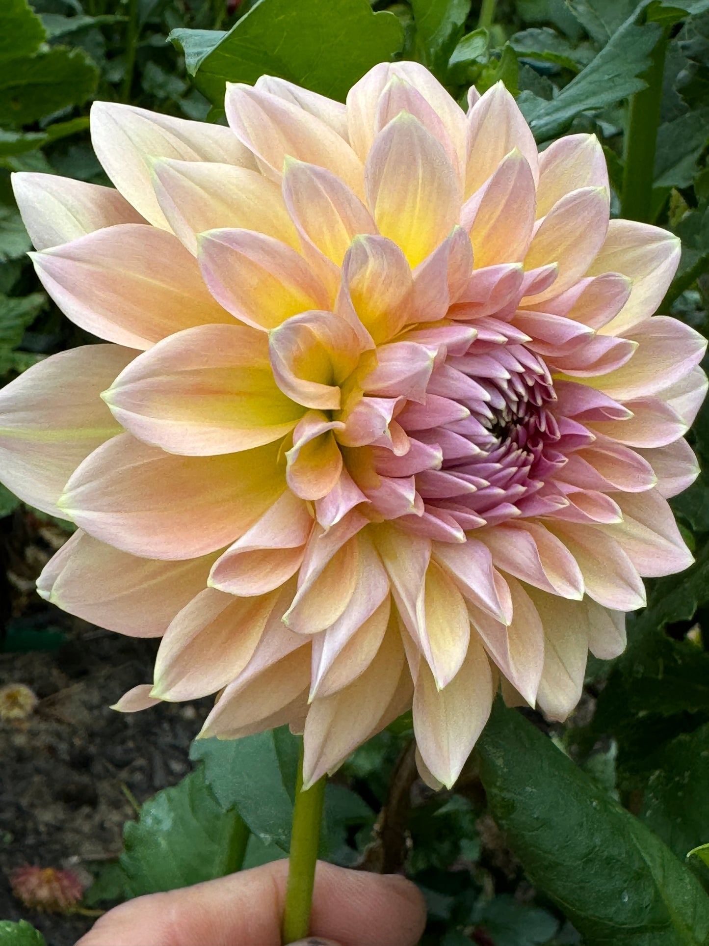 Castle Drive Dahlia