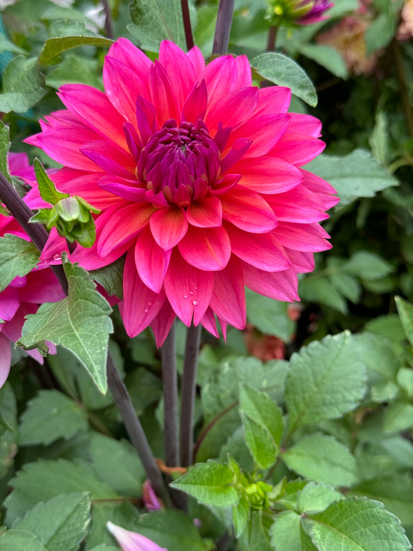 Feline Yvone  Dahlia