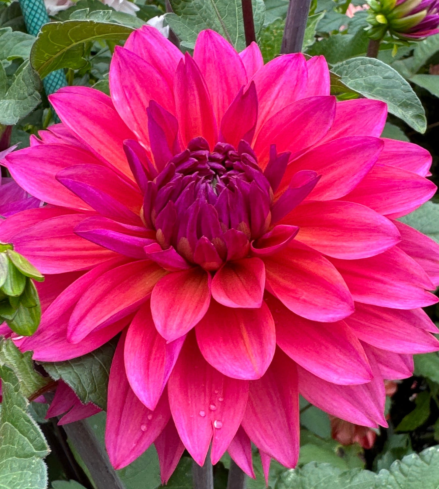 Feline Yvone  Dahlia