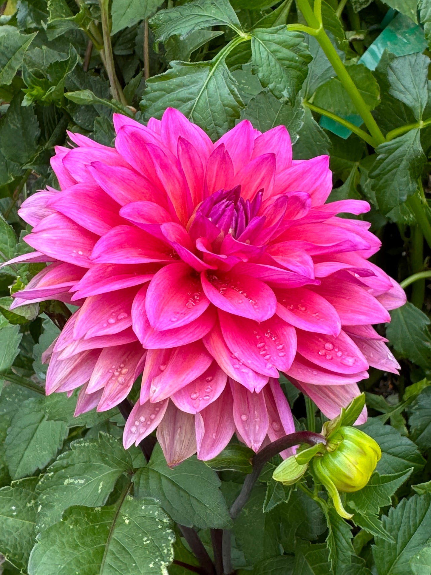 Feline Yvone  Dahlia