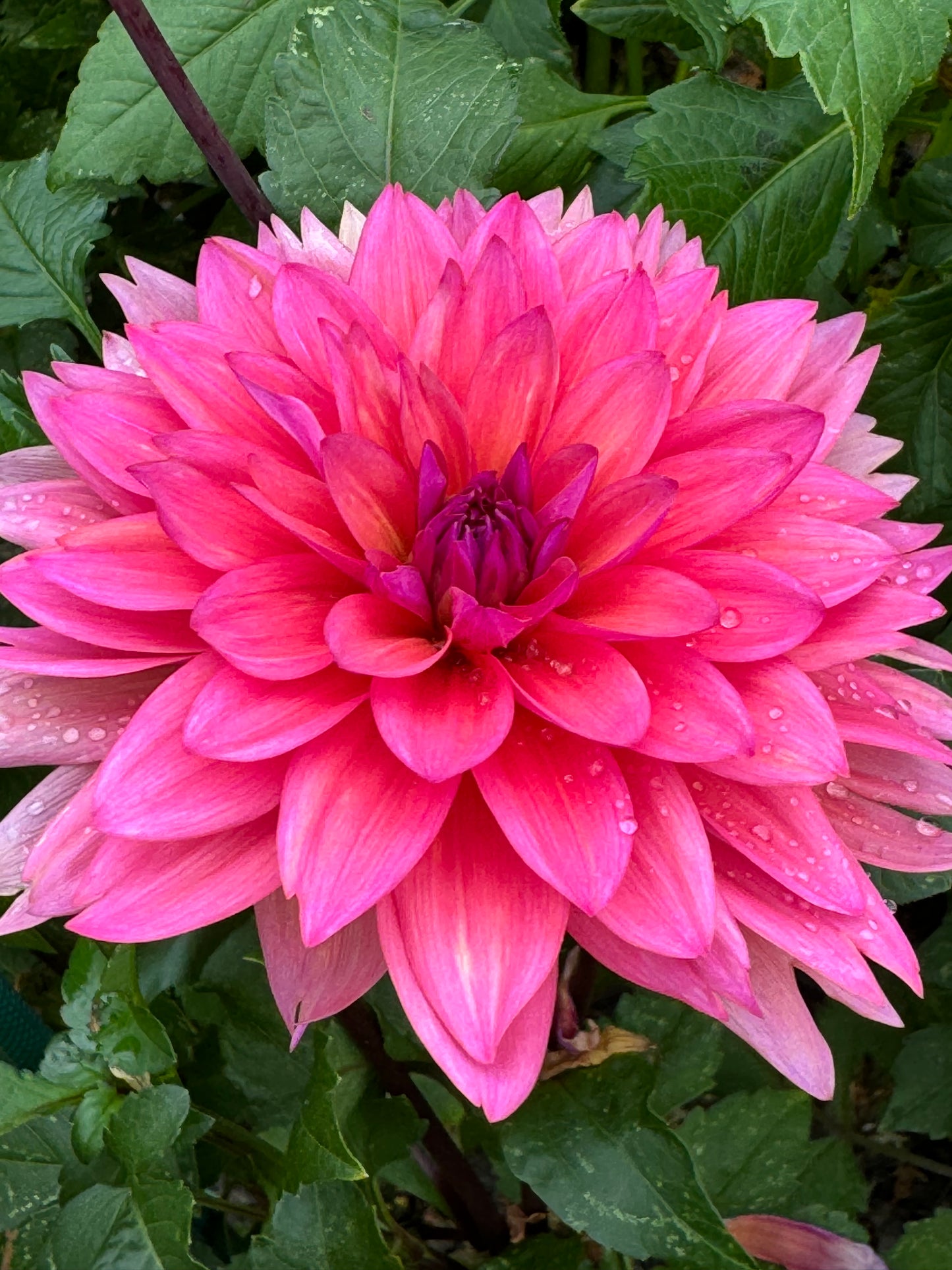 Feline Yvone  Dahlia