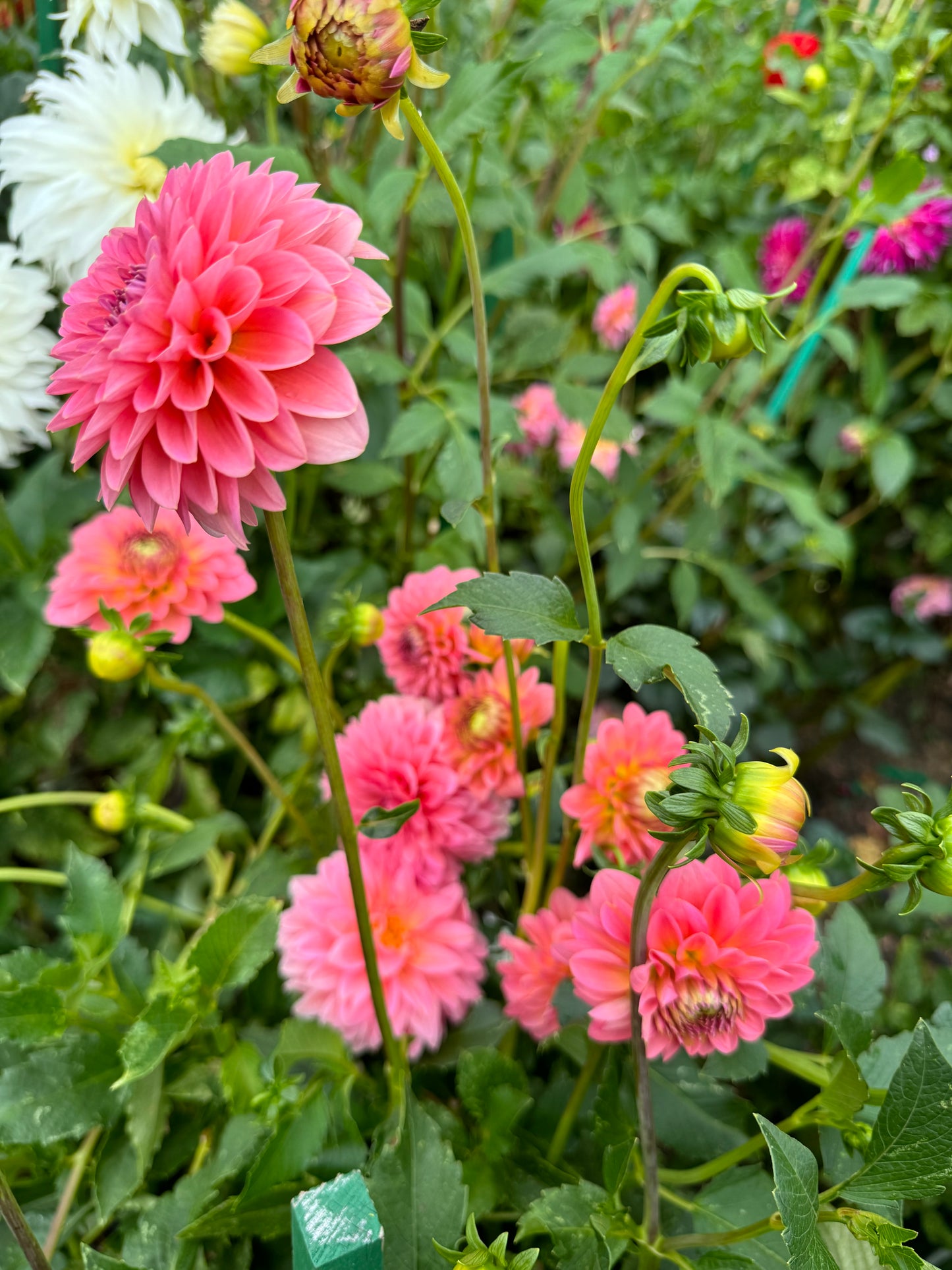 Pink Runner  Dahlia