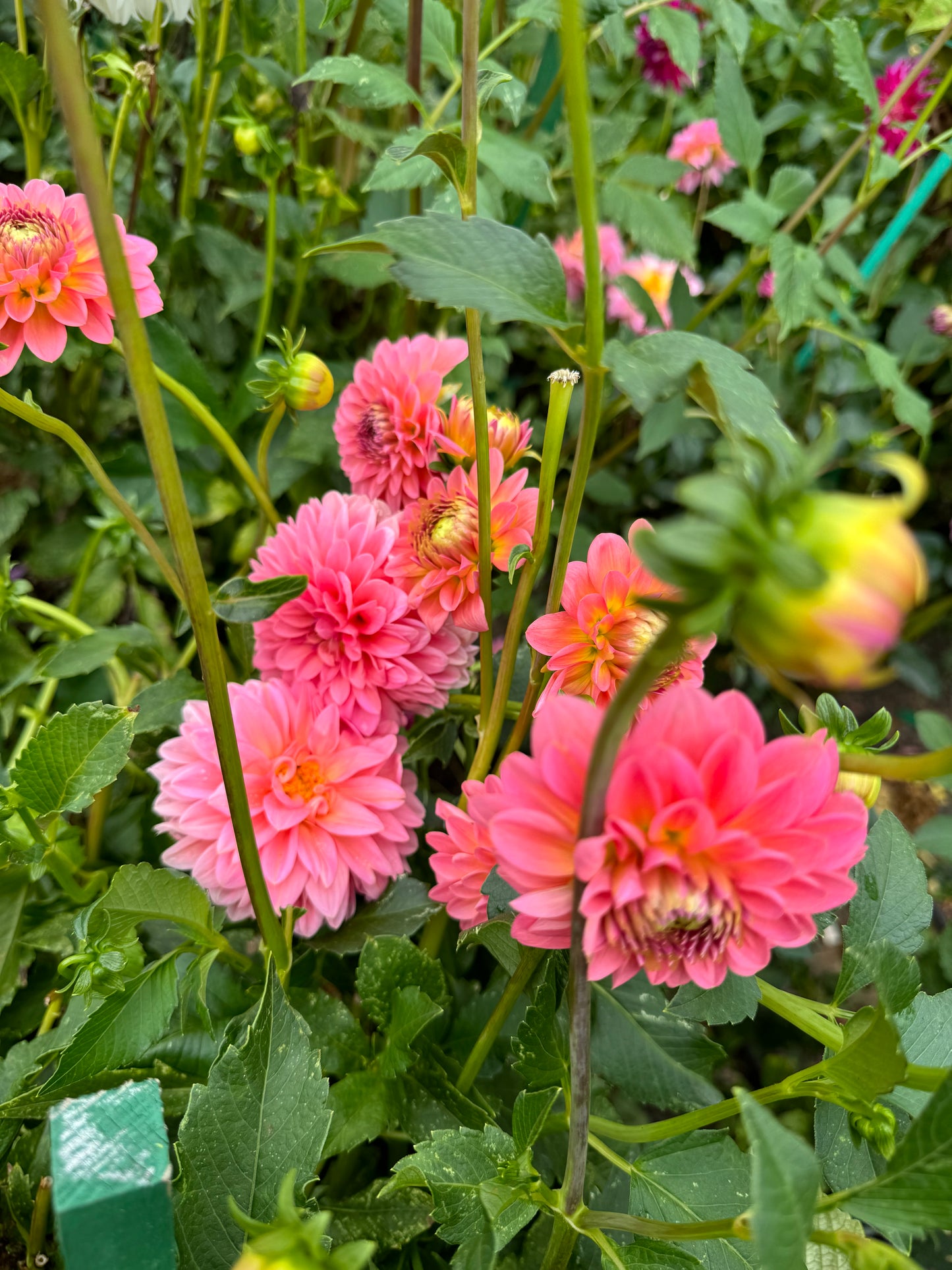 Pink Runner  Dahlia