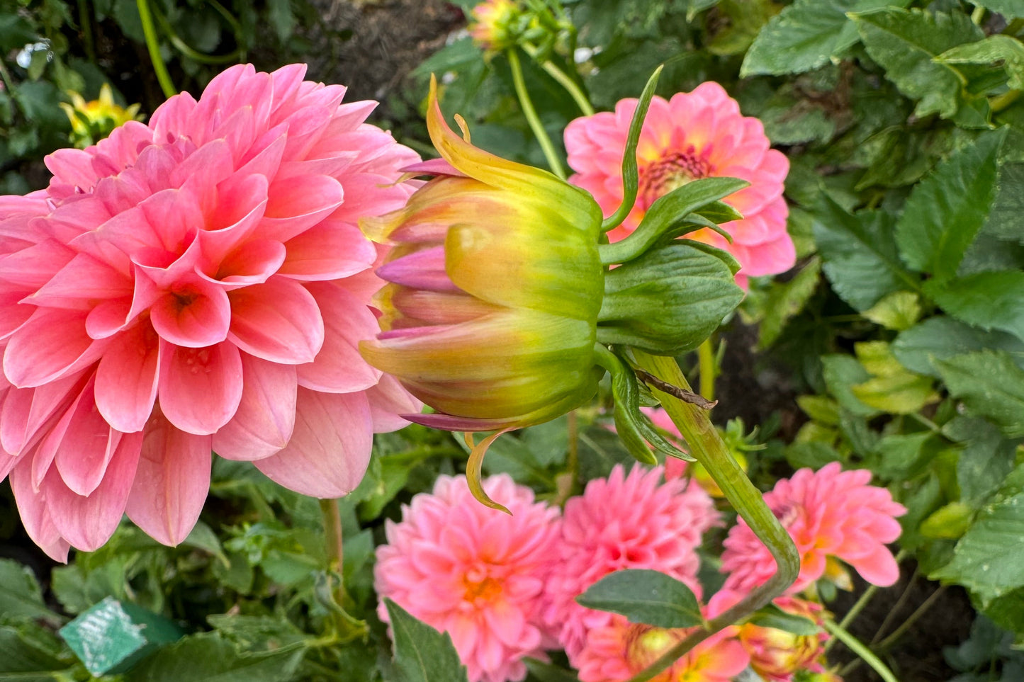 Pink Runner  Dahlia