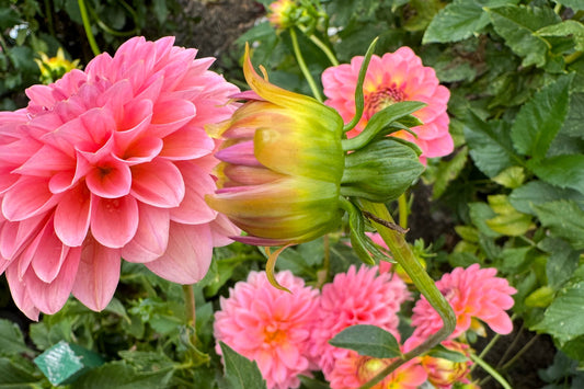 Pink Runner  Dahlia