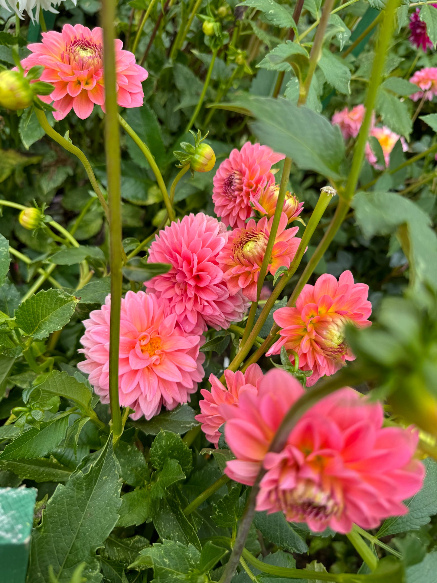 Pink Runner  Dahlia