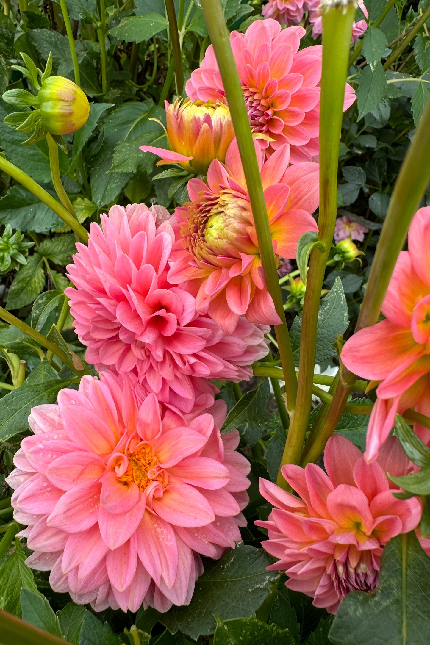 Pink Runner  Dahlia