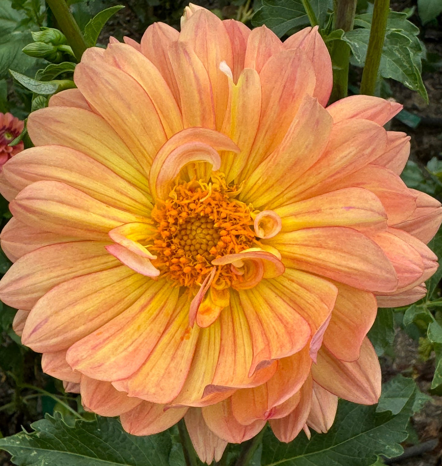 October Sky Dahlia