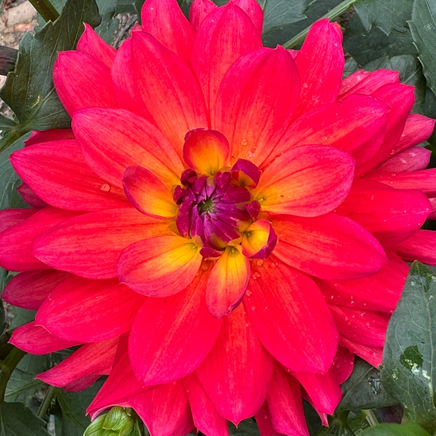 Tricolore Dahlia