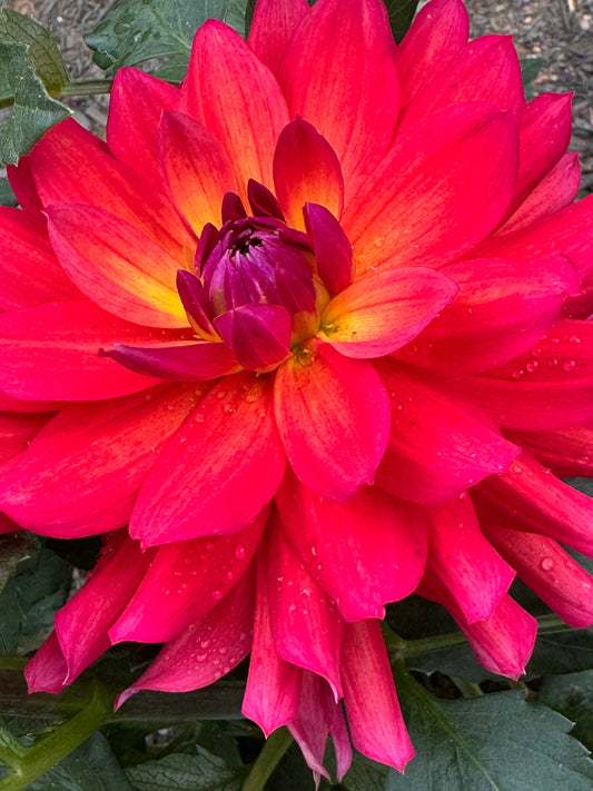 Tricolore Dahlia