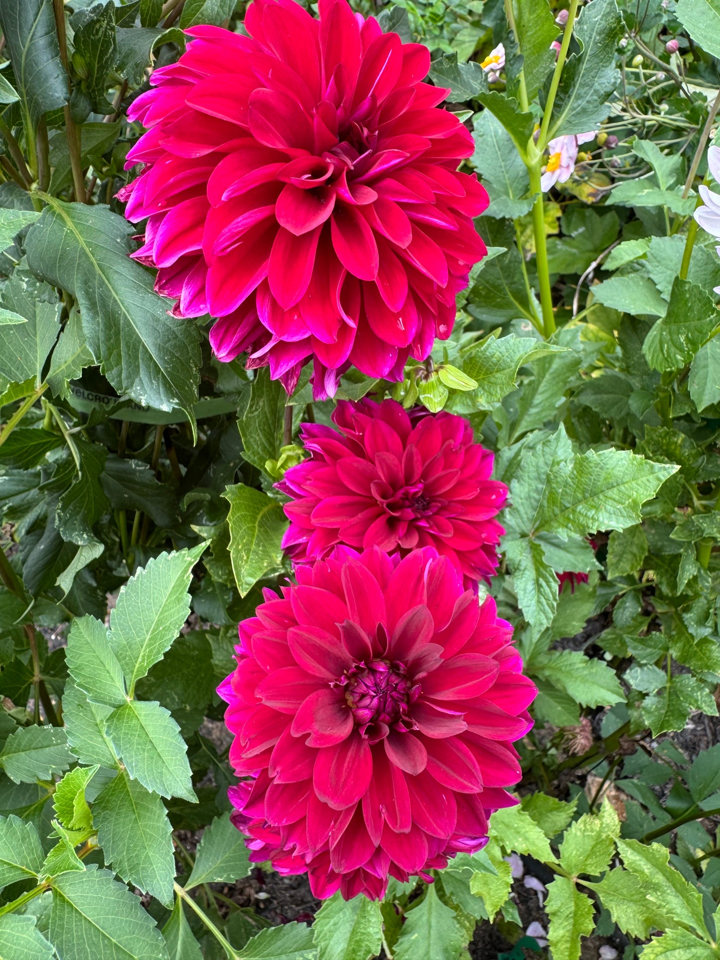 Bloomquist Cuddle Dahlia