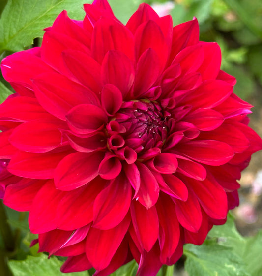 Bloomquist Cuddle Dahlia