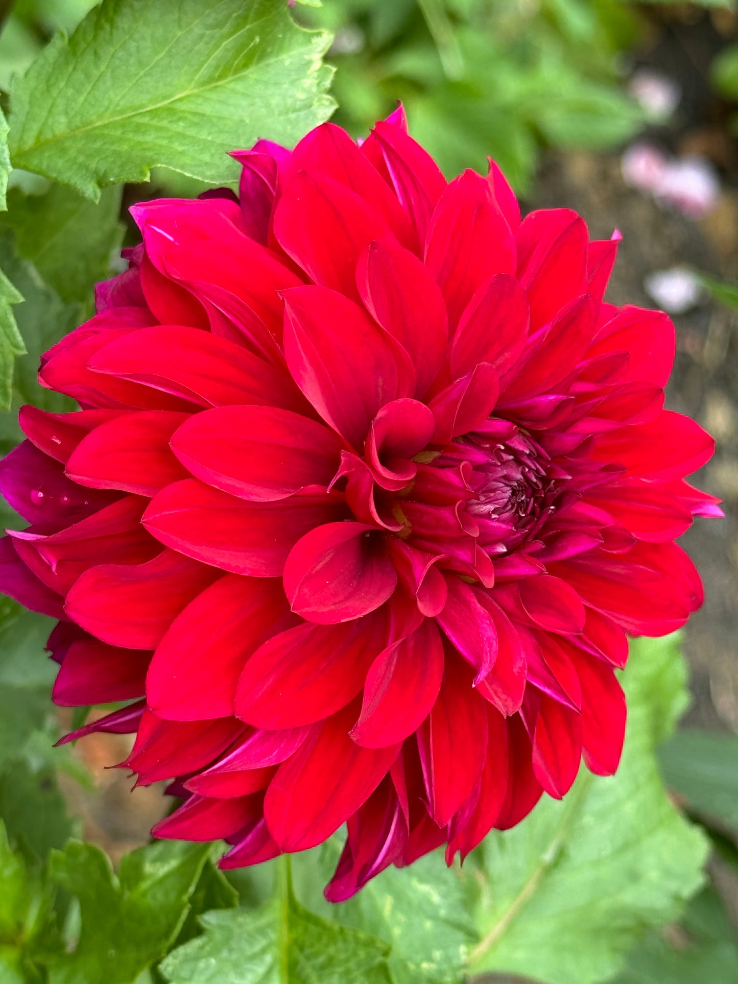 Bloomquist Cuddle Dahlia