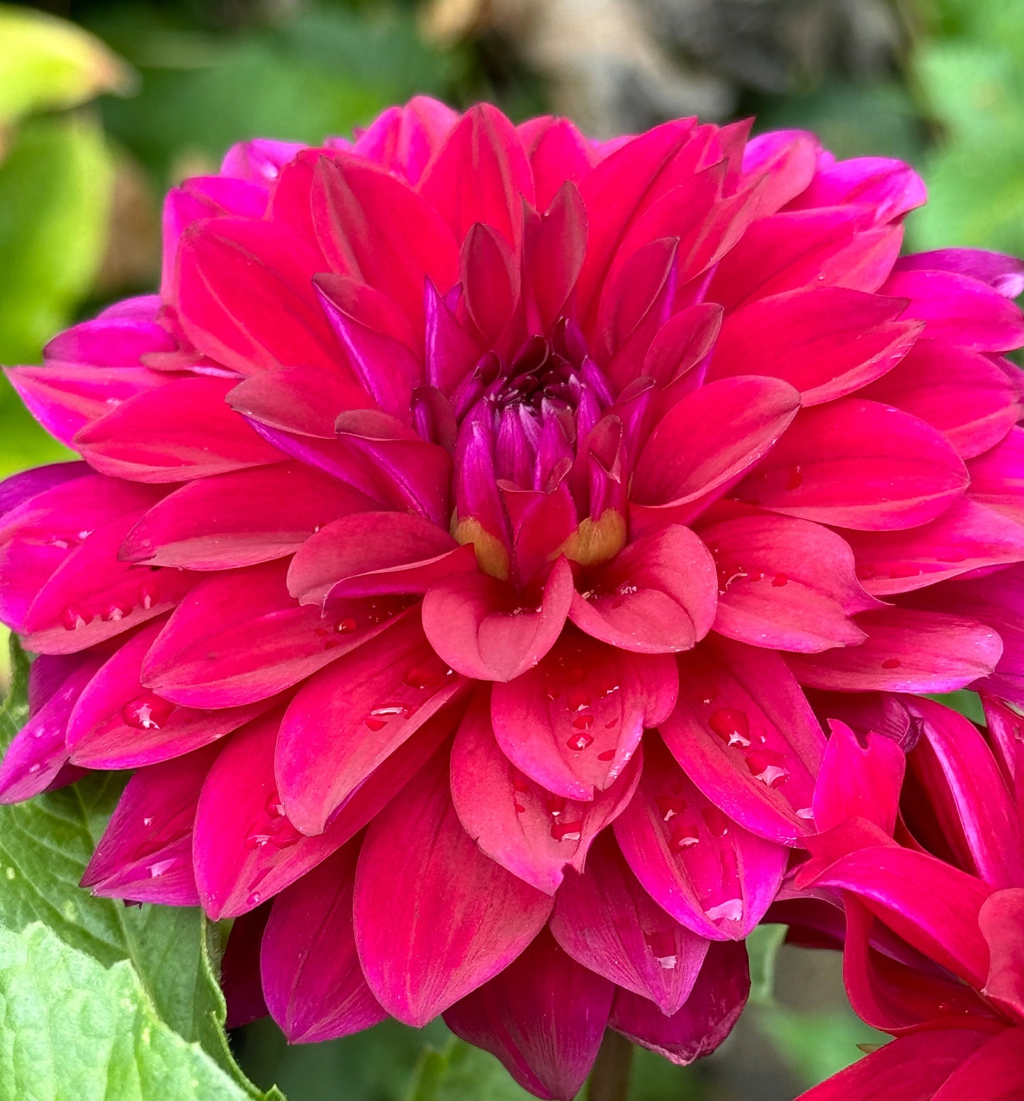 Bloomquist Cuddle Dahlia