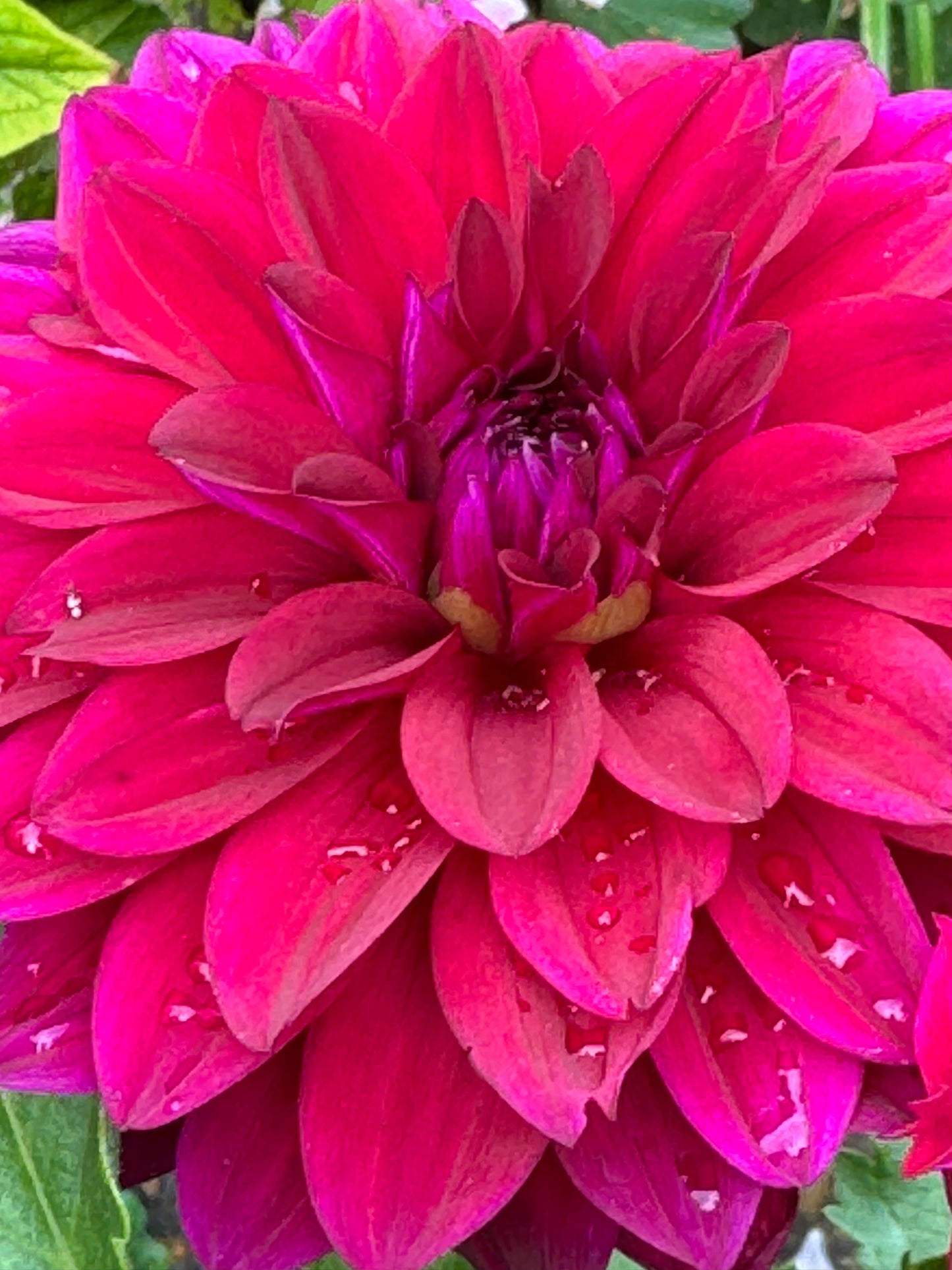 Bloomquist Cuddle Dahlia