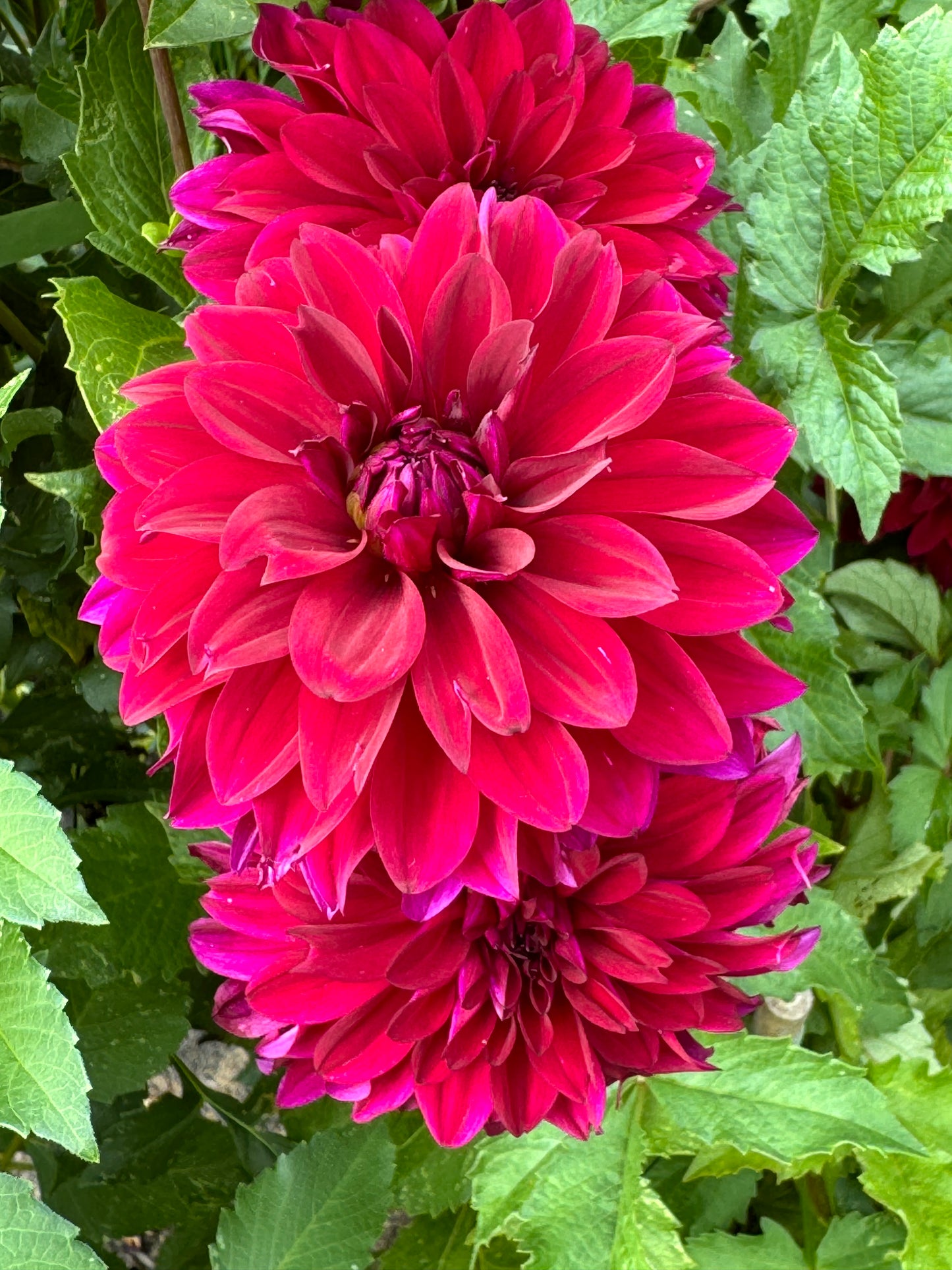 Bloomquist Cuddle Dahlia