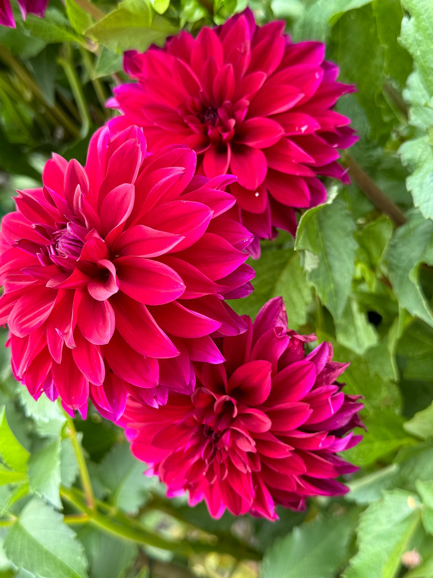 Bloomquist Cuddle Dahlia