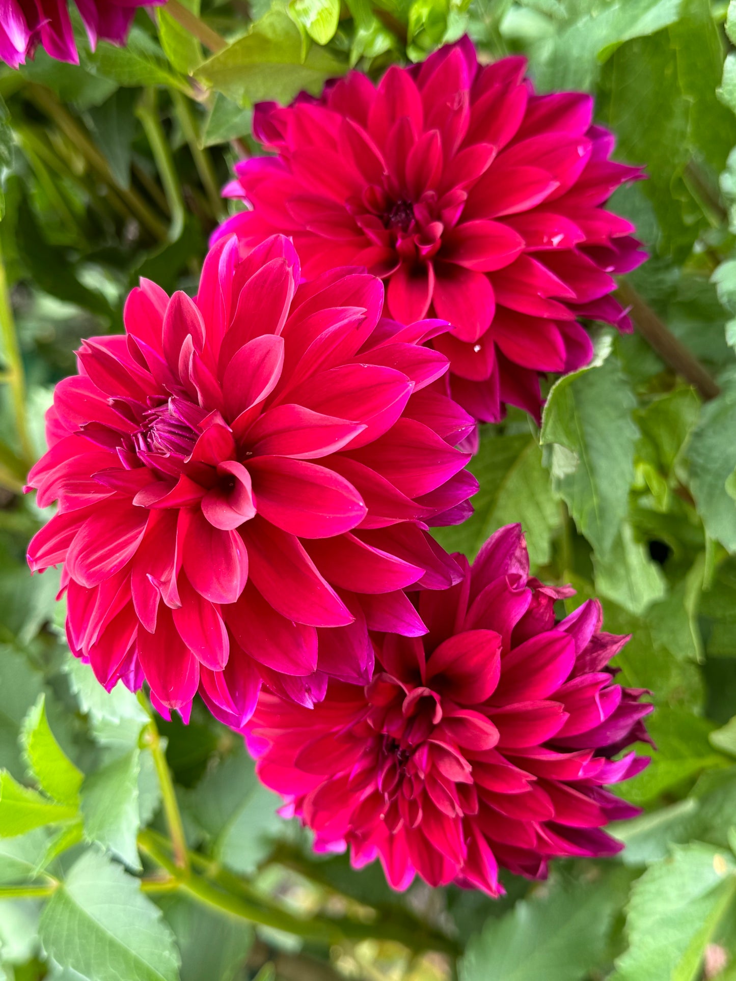 Bloomquist Cuddle Dahlia