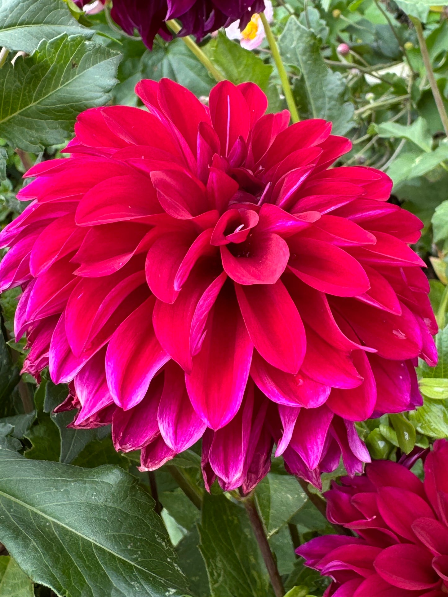 Bloomquist Cuddle Dahlia