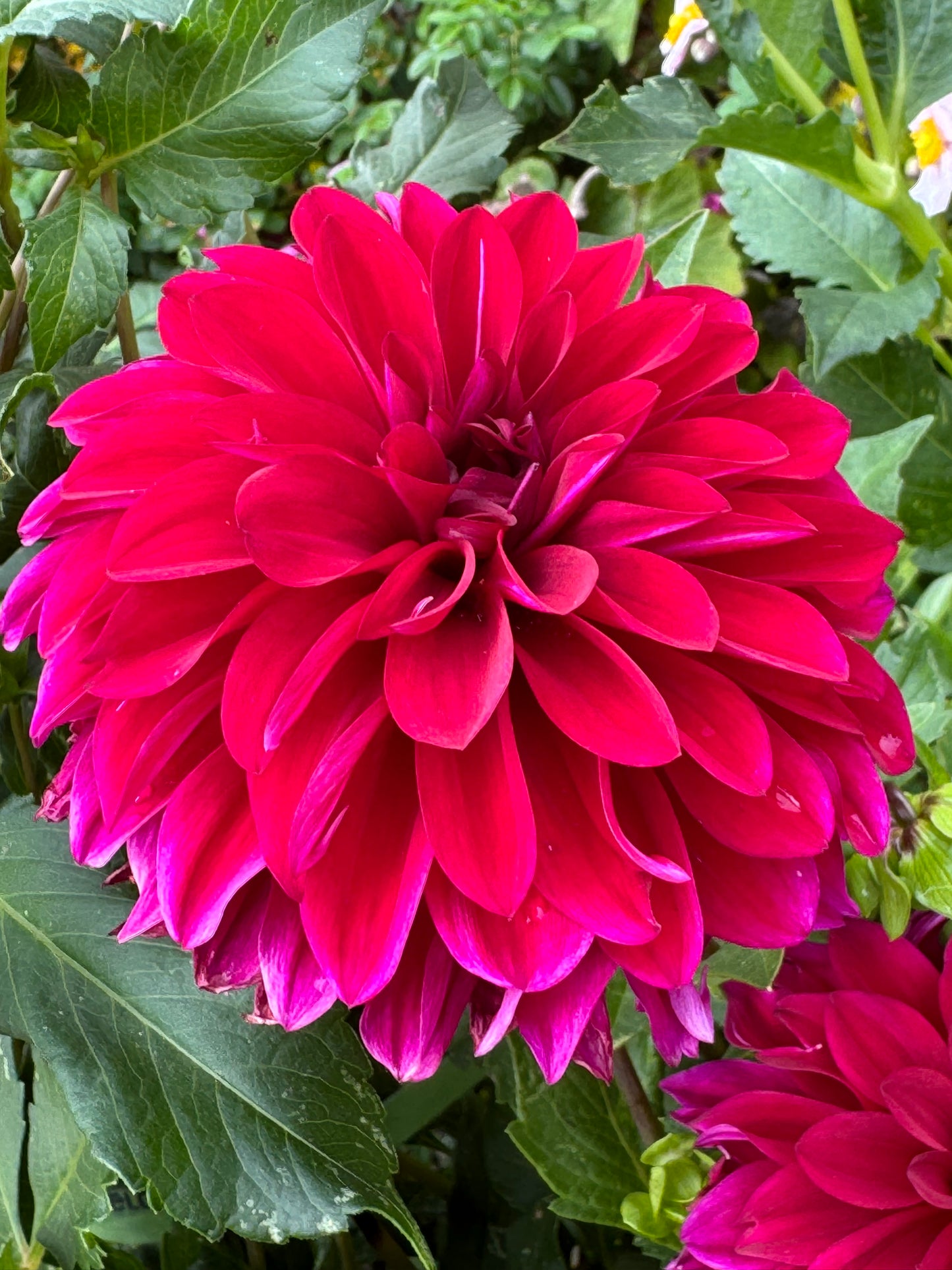 Bloomquist Cuddle Dahlia