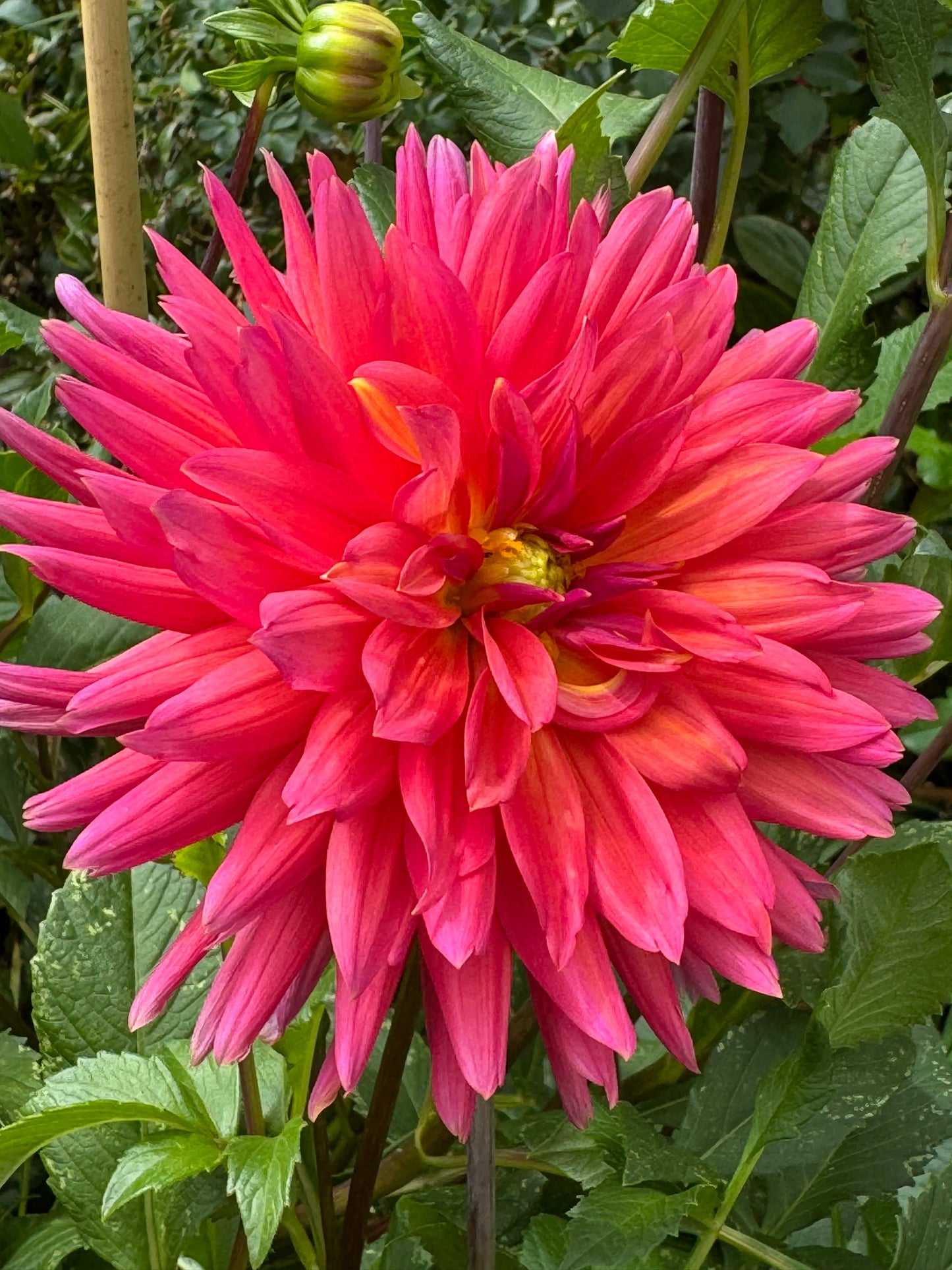 Fire Magic Dahlia