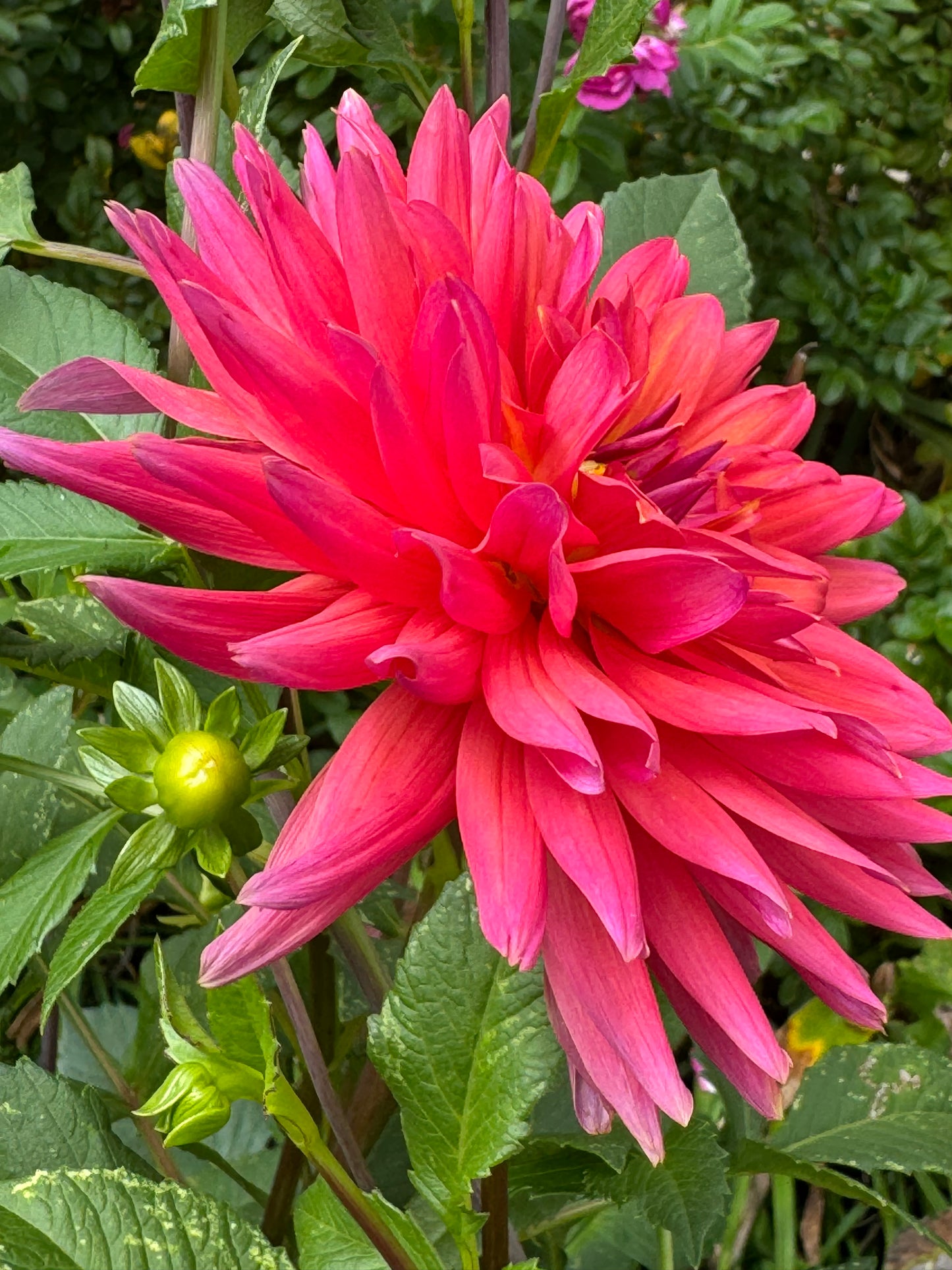 Fire Magic Dahlia