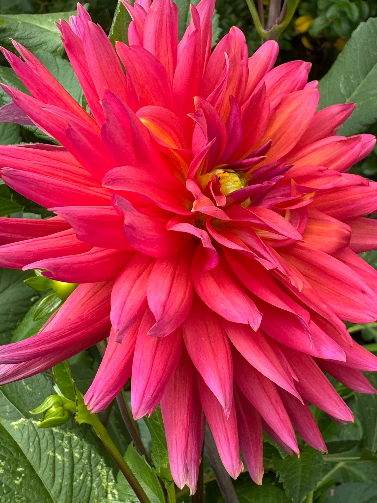 Fire Magic Dahlia