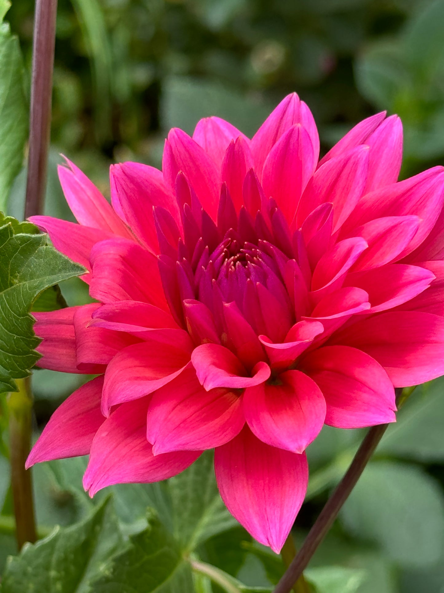 Fire Magic Dahlia