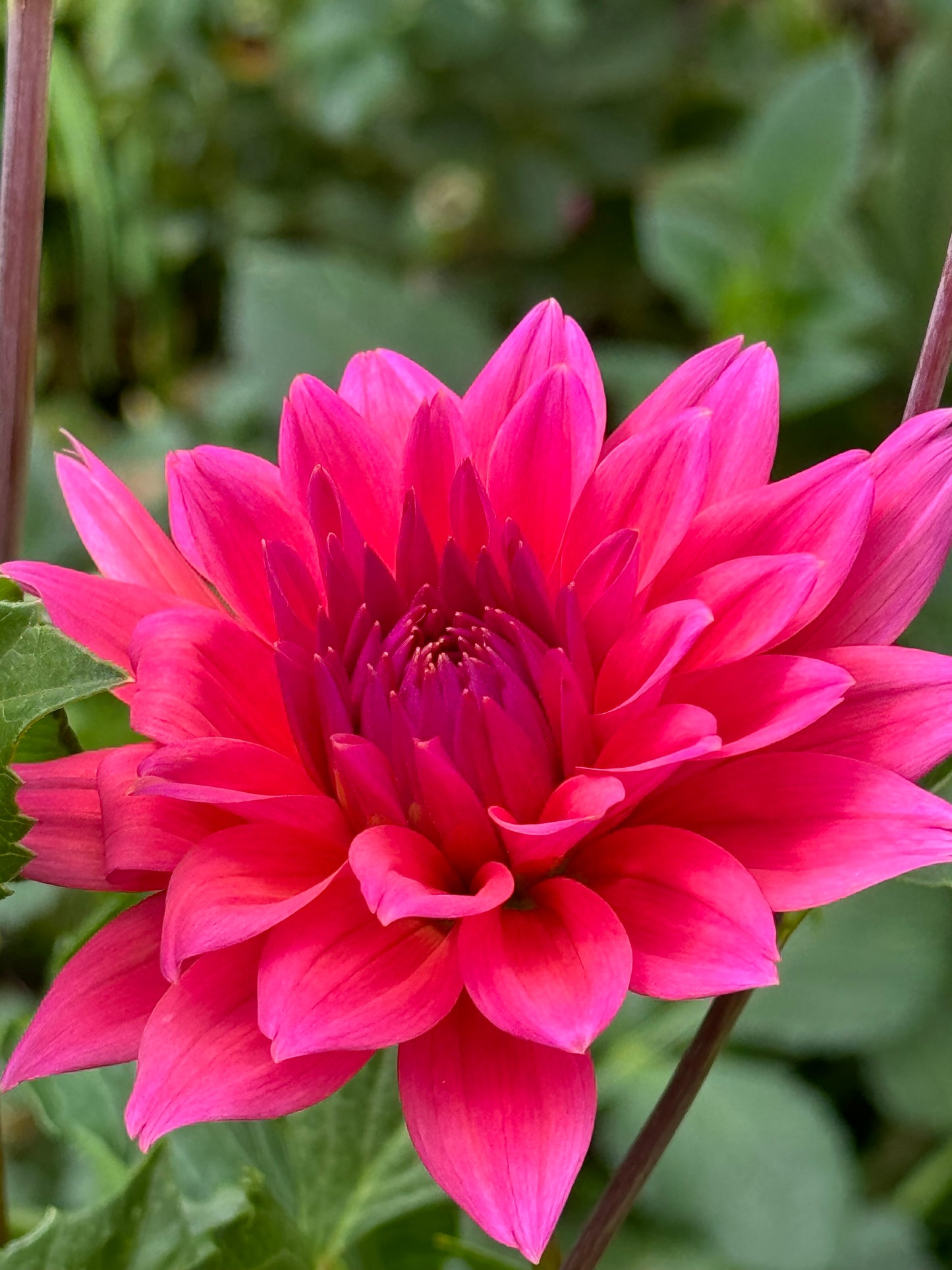 Fire Magic Dahlia